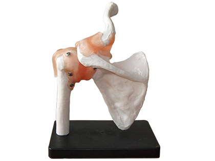 Shoulder Joint