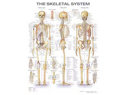 Laminated Anatomical Wallcharts