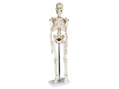 Mini Skeleton 40cm Tall