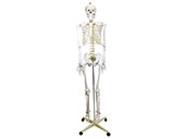 Lifesize Skeleton Anatomical Model