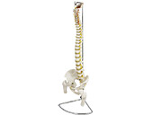 Spine with Femur Heads Anatomical Model