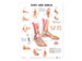 Foot And Ankle - Wallchart