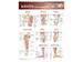 Joints Lower Extremities - Wallchart